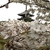 (Kyoto-77/Before Covid - Spring)日本美味しいもの巡り Japan delicious food and wine tour