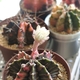 ついに我が家の「緋牡丹錦」が、美しく繊細な白い花を咲かせてくれました！