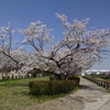 4月の天野川