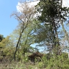山の神神社跡の山桜・・