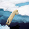 Polar bear