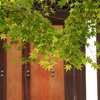 京都国宝と紅葉の旅「龍安寺その三　勅使門・鏡容池・西源院」