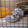 ぴんぼけうさぎ