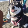 黒柴モリーの赤ちゃんの頃