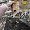 癒し体験記: 魅力満載の那須塩原で牛とのふれあい体験