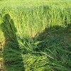 若刈りで牧草を早めに収穫