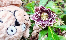 記事を見る