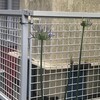 Agapanthus