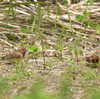 隣の隣の県の離島へ鳥を見に行った日記（２０２４　０５０２～０５０６）その２２。