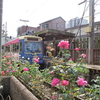 まんぼぅくん、都電三ノ輪橋駅　秋のバラ　その2