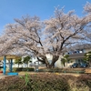 公園の桜が満開になりました(2021/03/27)