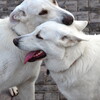 「親友の日」がやっと終わった