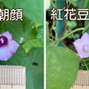 星朝顔と紅花豆朝顔