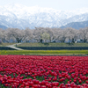 富山県朝日町舟川 − 桜とチューリップと白馬連峰の３点セット風景