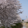 八間堀の桜