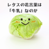 レタスの花言葉は「牛乳」なのか、時間の流れに耐えてきて