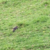 Great Thrush オニツグミ