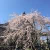今年の桜は