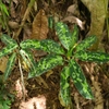 Aglaonema pictum"ちゃんぷーる"BNN from Sibolga timur【AZ0322-2b】