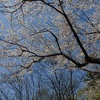 里山の桜　3