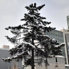 雪化粧した木