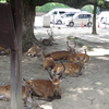 京都・奈良満喫して来た　〜1日目〜