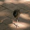 ナンヨウクイナ(Buff-banded Rail)