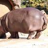 【仙台】八木山動物園を4時間フルで遊びつくした