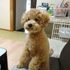 ニゴくんとバナナ