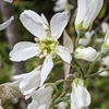 学生生活の記憶（605）：ザイフリボク（采振木）Asian serviceberry