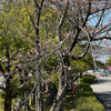 ロケハン その1 ─ 2022.4.6 富岩運河環水公園 ─