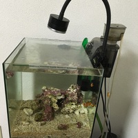 海水を30cmキューブに そしてカクレクマノミを購入しました 水景と日常 海水を30cmキューブに そしてカクレクマノミを購入しました 水景と日常