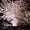 野川桜ライトアップ