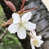 京都遠征～容保桜（+京都府庁旧本館）、出水の枝垂れ桜、近衛邸跡の糸桜