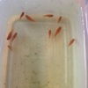 レッドプラティ稚魚１０匹をショップに引取ってもらいました