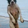 イギリスの海岸で驚くべき犬の写真が激写され、大人気に