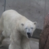 シロクマ豪太のお食事タイムを撮ってみた・・・男鹿水族館GAO