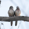 仲の良いZebra Dove