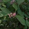 Callicarpa japonica　ムラサキシキブ