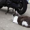 スナップショット・猫