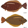 魚介類の覚えておきたい知識と調理法