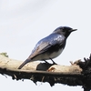 4月初旬の箕面のお山で野鳥観察