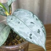 Aglaonema neblosum 2022