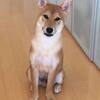 柴犬、時晴(ときはる)が行く ～思い出の“大室山”の巻