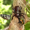 子ども時代に戻って夏の定番虫撮り。やっぱりカブトとクワガタですね。