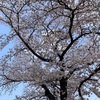 散歩で見た桜