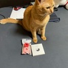 猫が脱走してしまったので、AirTagを首輪につけた