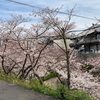 尾道桜情報🌸③〜千光寺〜