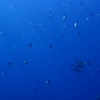 2025年石垣西表島ダイビング：第32弾 西表島５本目：バラス西（Dive207本目）