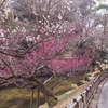 隠居生活の楽しみ　季節の花を満喫できるっていいね。